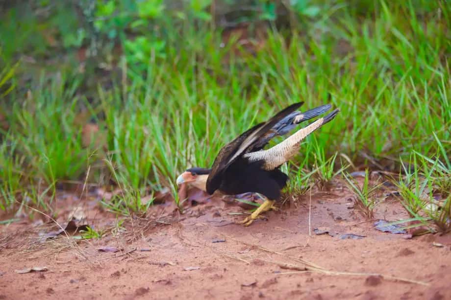 Três Lagoas participa de evento internacional de observação de aves no Parque do Pombo